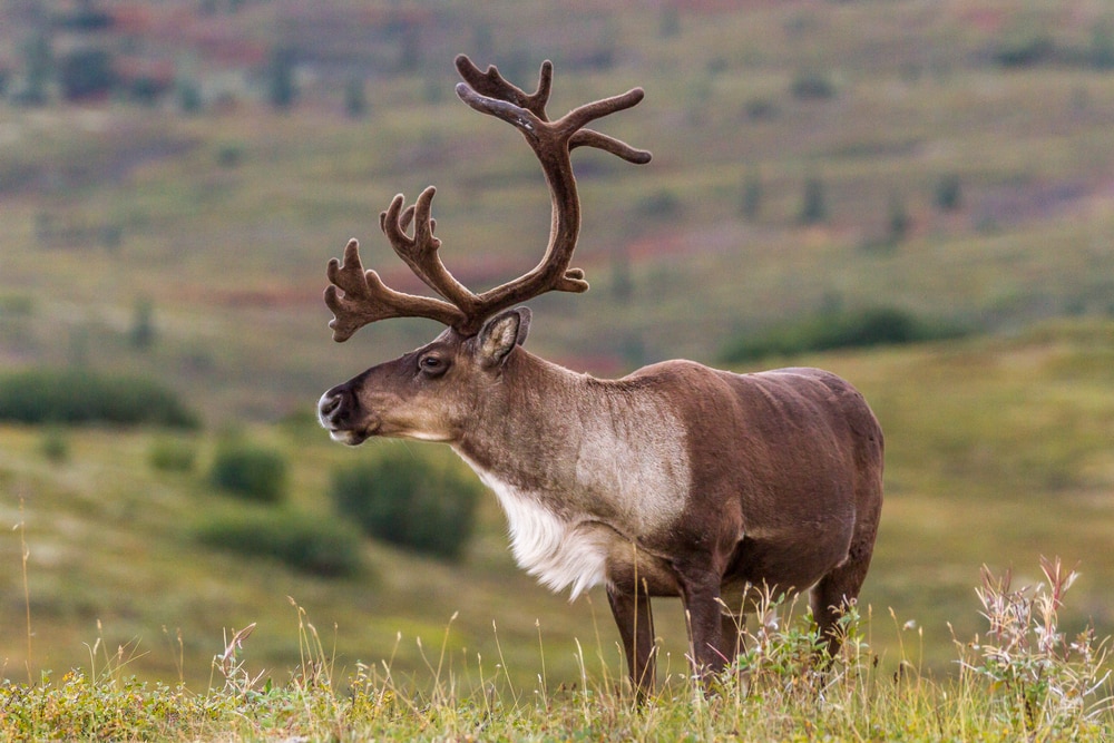 a caribou strolling in the meadow