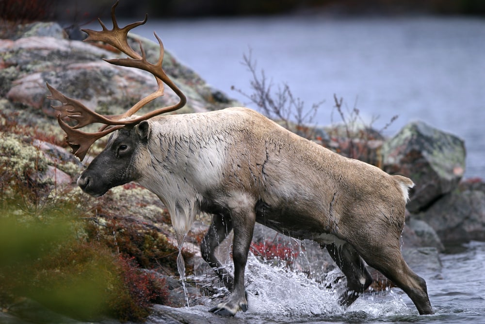 close up of a caribou coming out of the water
