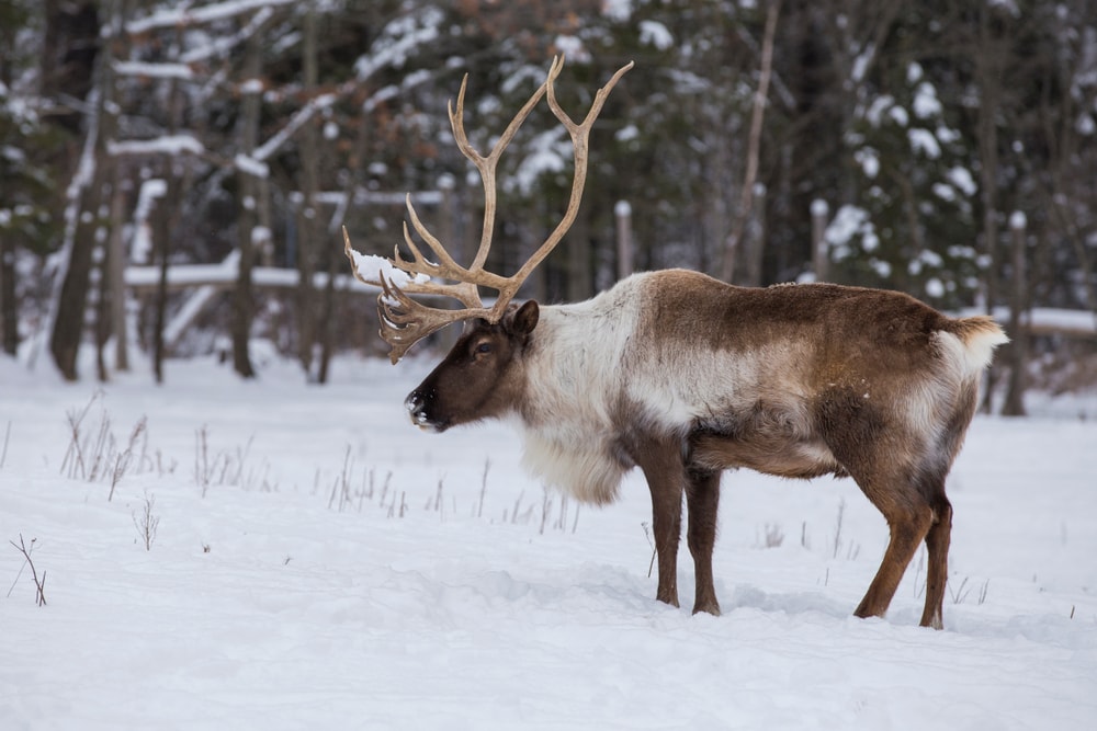 a caribou walking on the snow with forest in the background