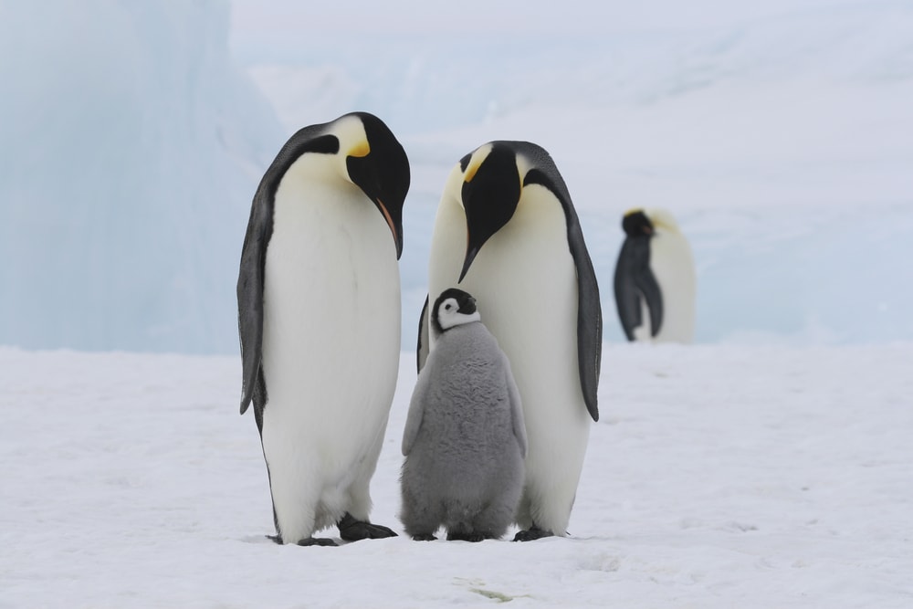 family of Emperor penguins on the sea ice in the Weddell Sea, Antarctica
