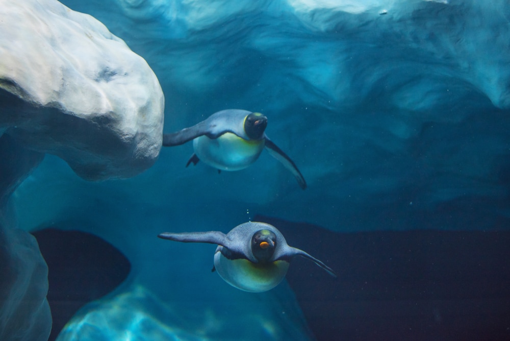 emperor penguins swimming underwater