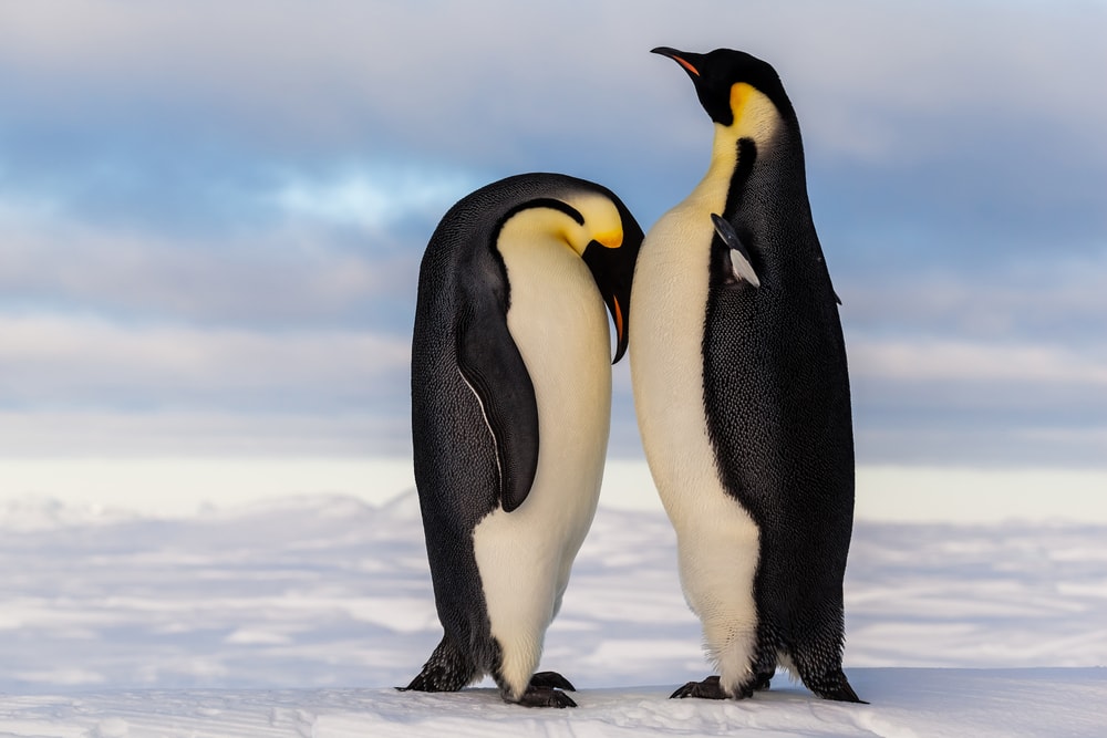 Emperor penguin crying on friend's breast