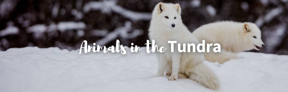 animals in the tundra featured image