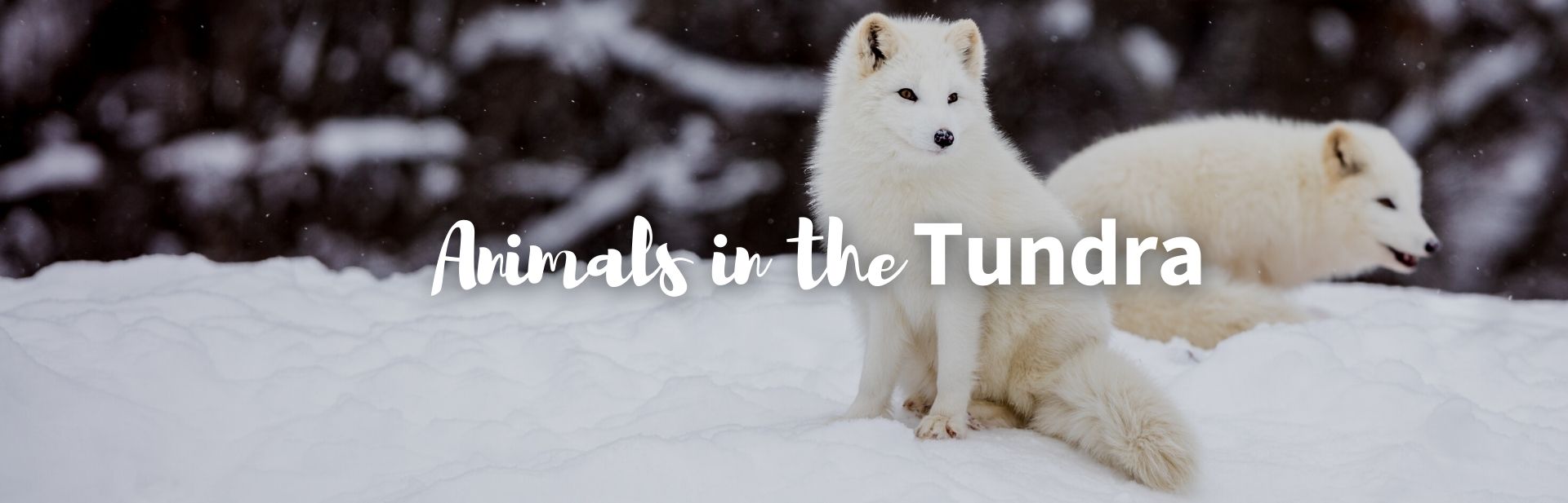 20 Amazing Animals in the Tundra (Facts & Photos)