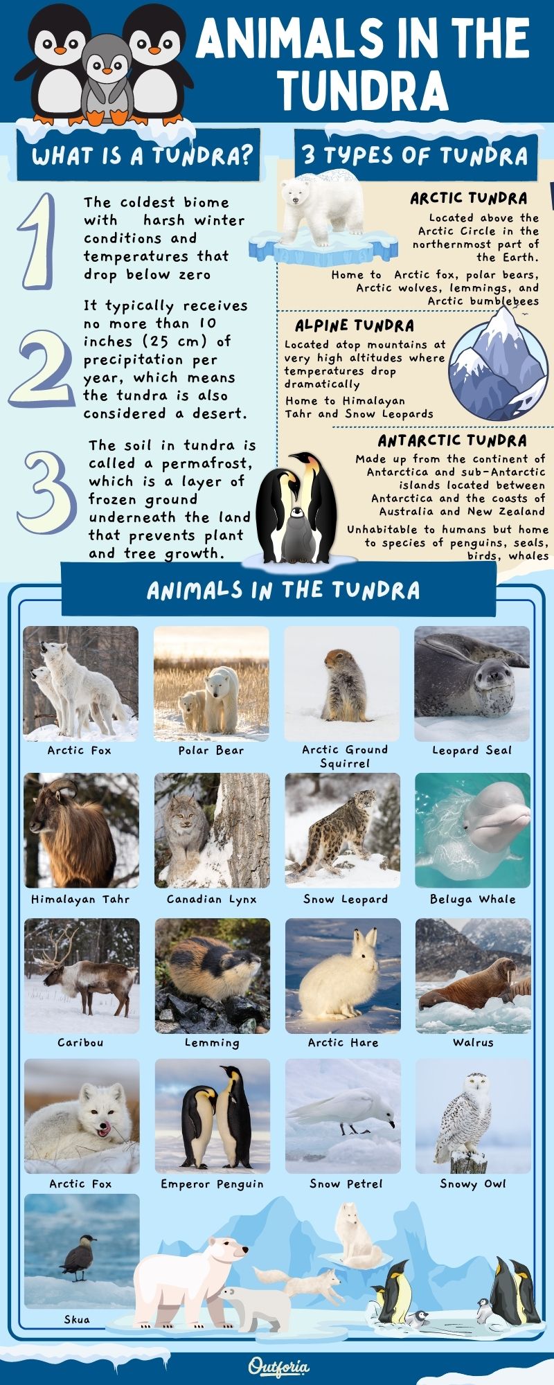 chart of the animals in the tundra with images and names plus tundra facts 