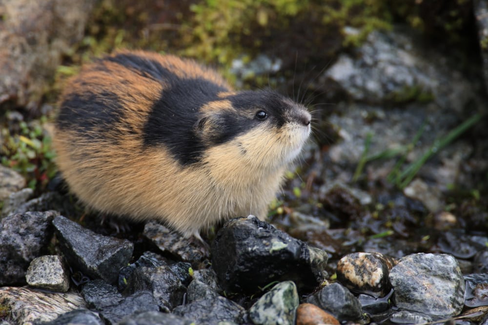 lemmings animal in the tundra