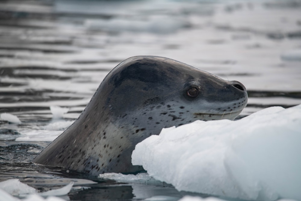 a leopard seal swimming in the antartic sea