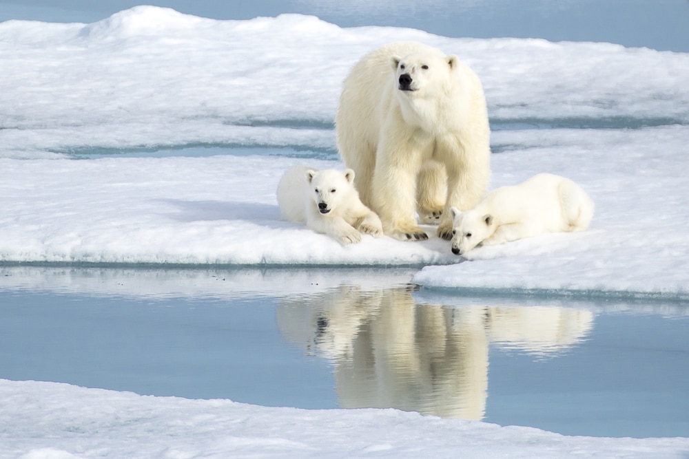 a mother polar bear and her cubs on an ice floe showing their reflection in the sea