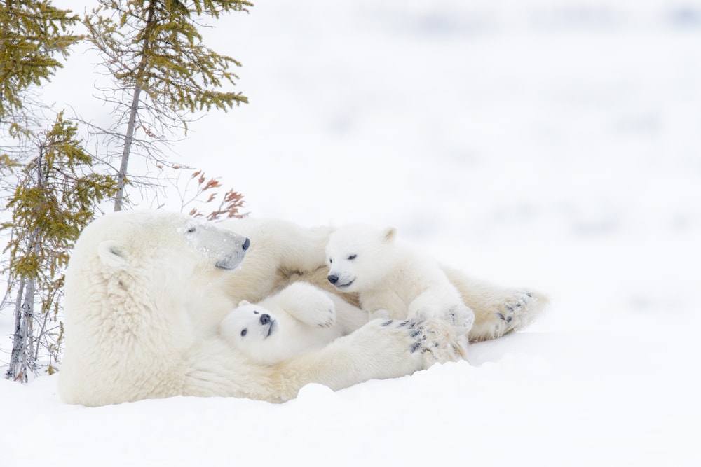 a mother polar bear hugging her cubs in a tundra