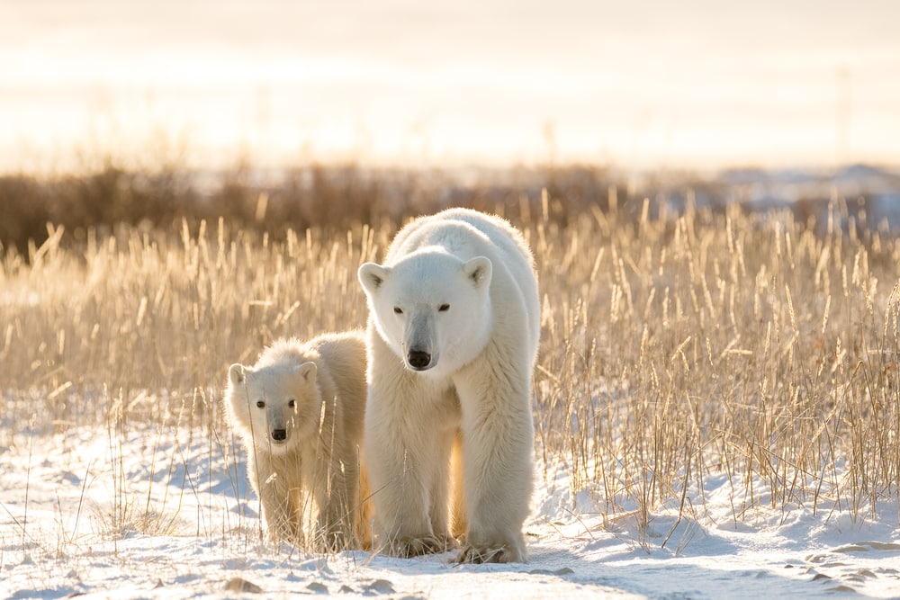 mother and cub polar bear in an artic tundra during sunset