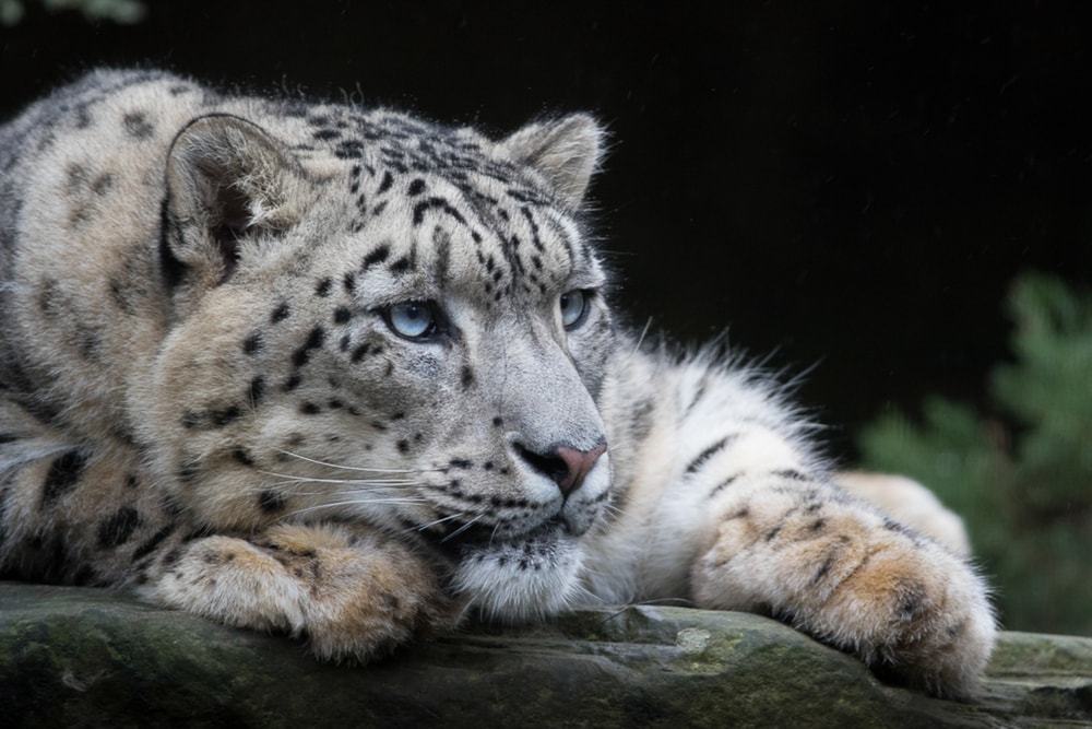close up headshot of a snow leopard while resting