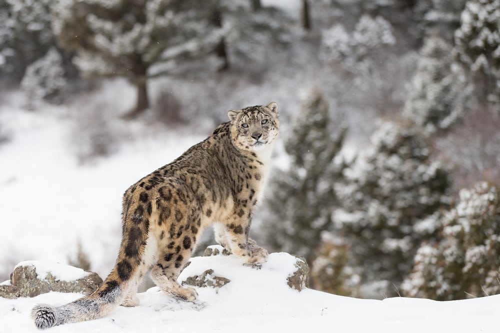 Rare and Elusive Snow Leopard in a winter snow scene on a cliff