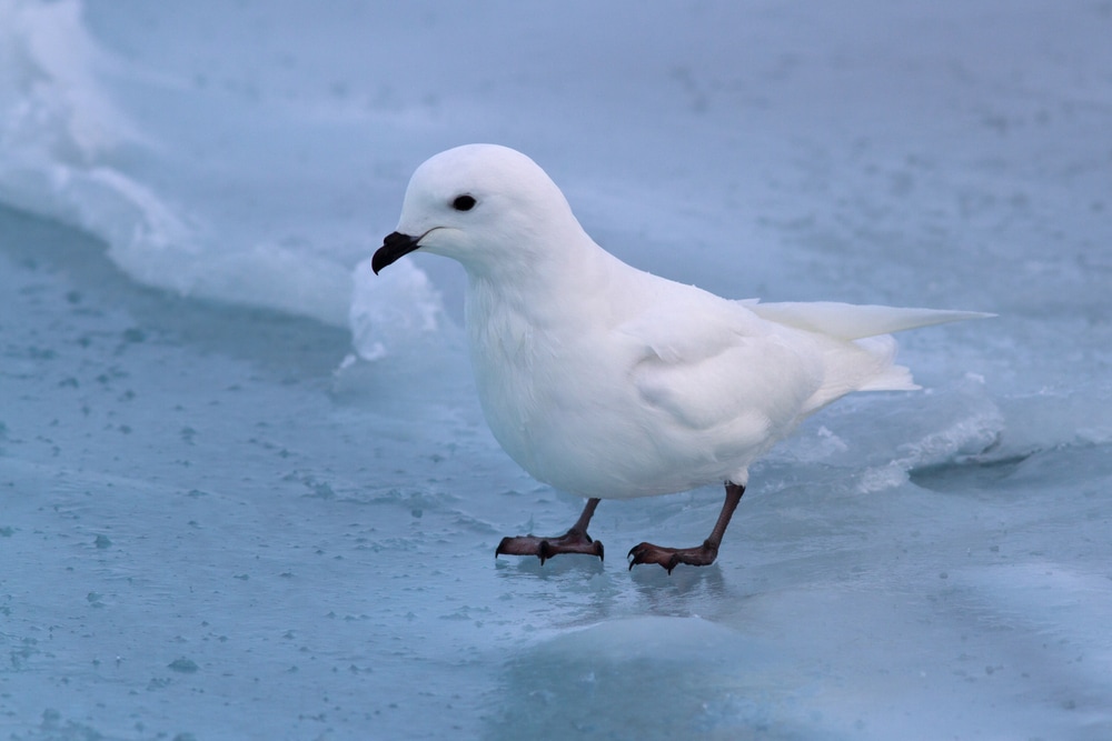 Snow petrel stands on the frozen Southern Ocean