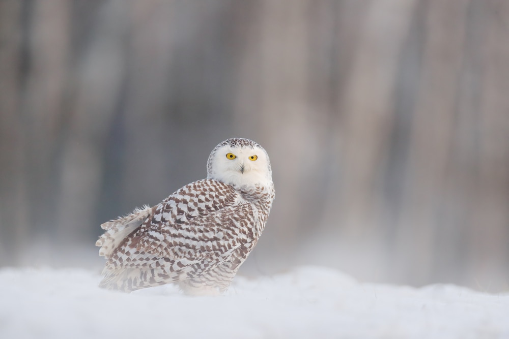 a snowy owl sitting on snow-covered ground in Finland