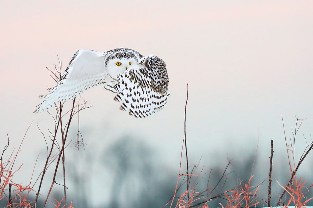 Snowy owl flying above the meadow during winter
