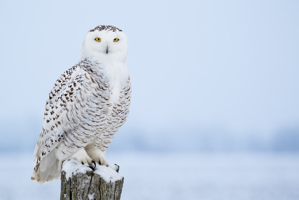 Snowy Owl, Bubo Scandiacus, perched on a snowy post making showing its yellow eyes.