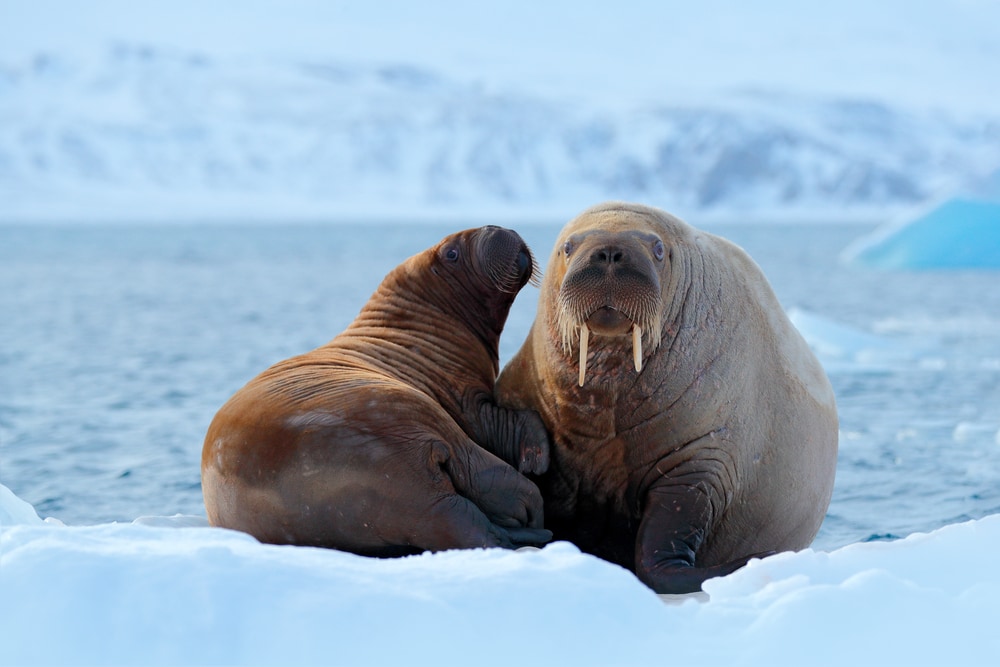 family of walrus sitting on top of ice floor