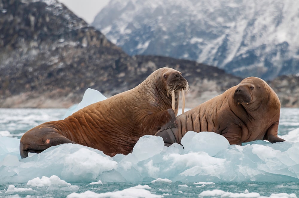 Walrus and her pup floating on ice in a fjord, Eastern Greenland.