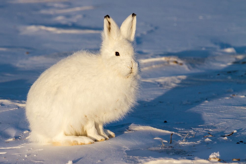 an arctic hare covered in its winter coat sitting on a snow floor