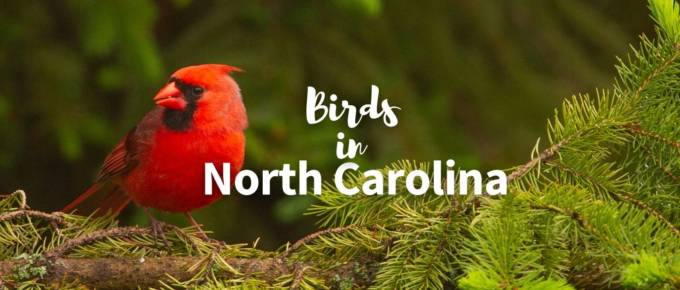 birds in North Carolina featured image