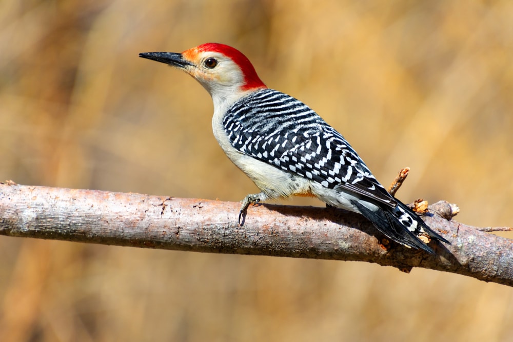 Male red bellied woodpecker bird perched on a branch 
