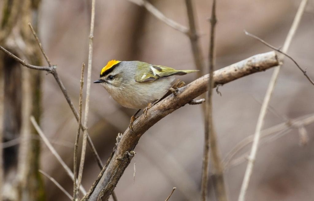 a golden-crowned kinglet perched on a tree branch showing its yellow feathers plumbing on the top of its head