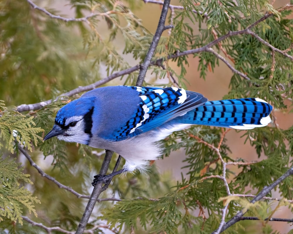 image of a Blue Jay close-up perched on a cedar branch