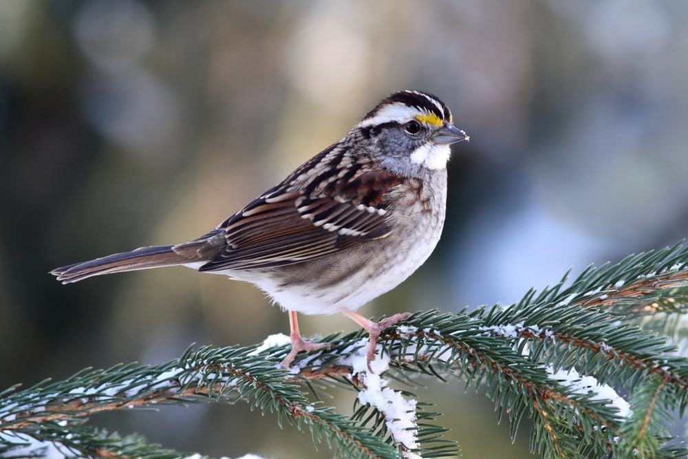White-Throated Sparrow perched on a branch of a pine tree with snow