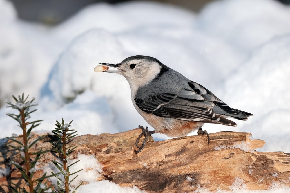 A white-breasted nuthatch perched on a branch after a snow storm.
