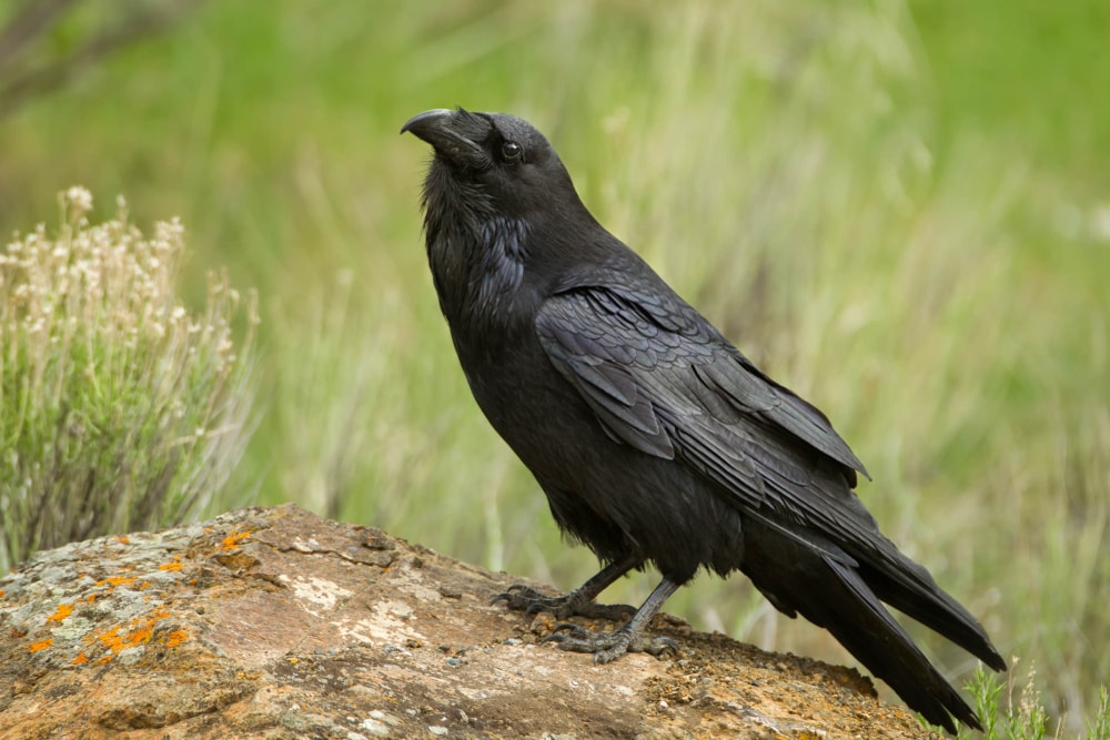 American Crow, corvus brachyrhynchos, taken in Yellowstone National Park,