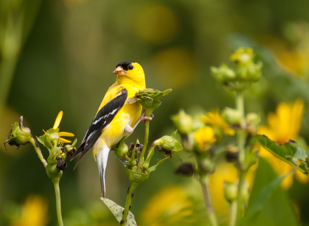an American goldfinch feasting on wild sunflower sseeds