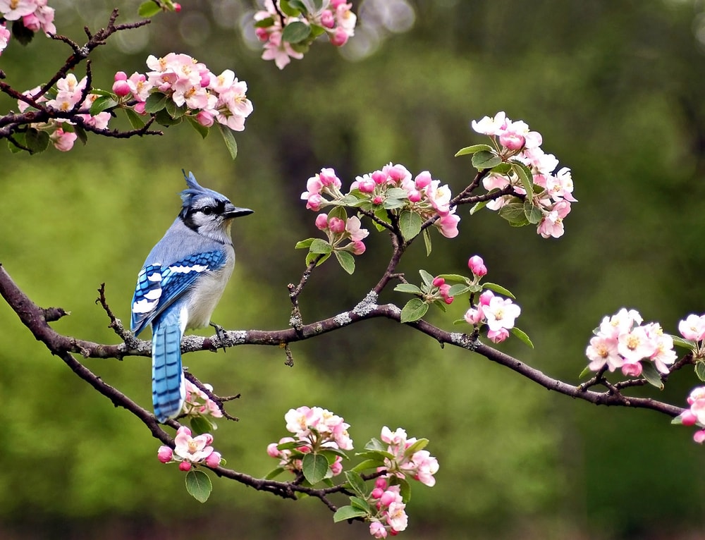 a blue jay sitting on top of a cherry tree