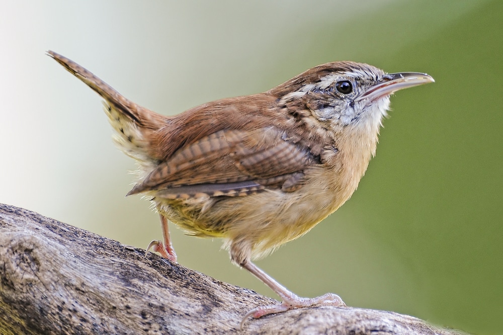 close up of a Carolina wren perched on a tree branch with green background