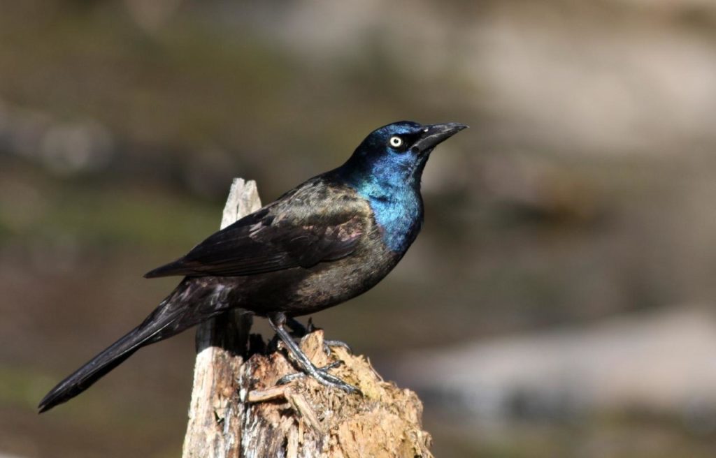 a common grackle standing on an old wood stump showing its iridescent blue head