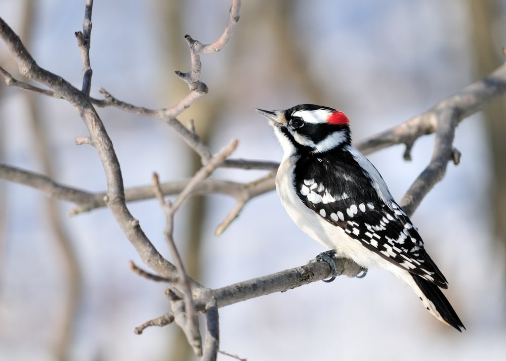 a downy woodpecker perched on a tree branch during winter