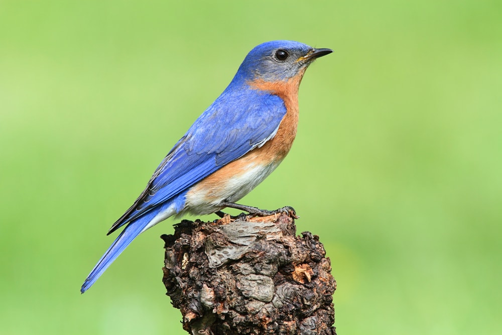 Male Eastern Bluebird (Sialia sialis) perched on a tree stump with a green background