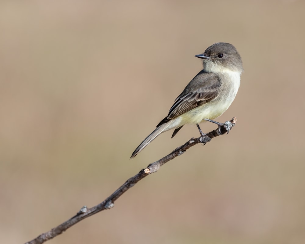image of an Eastern Phoebe perched on a  branch