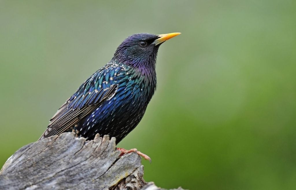 image of a European starling perched on a tree stump showing its bright yellow beak and purple and green iridescent feathers