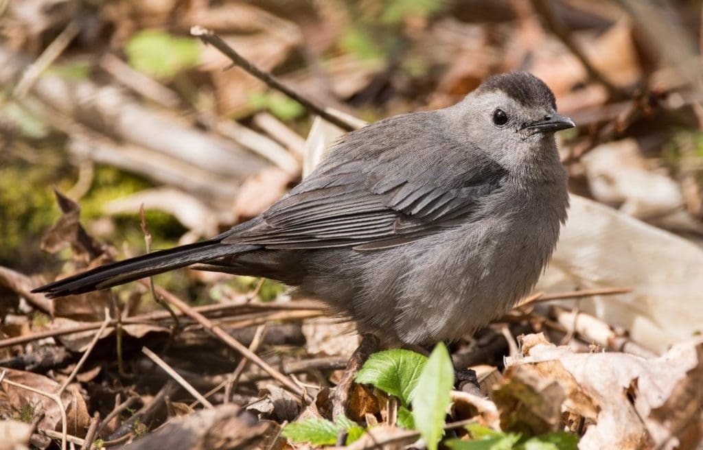 a gray catbird looking for food in leaf litters