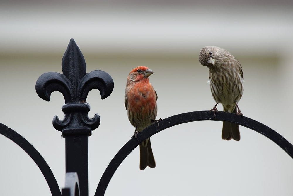 Male and female House Finches on a shepherd's hook.