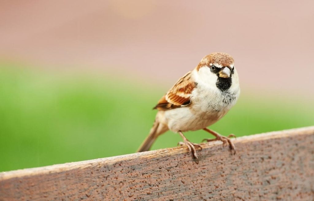 focused image of a male house sparrow perched on a wood fence