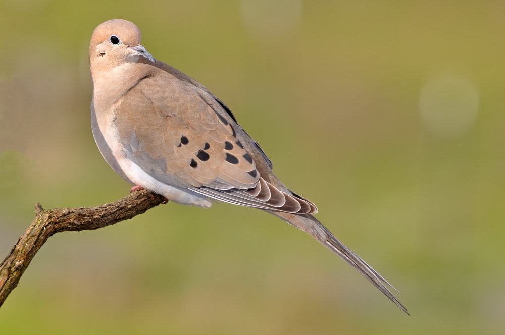 image of a mourning dove perched on a branch in early spring
