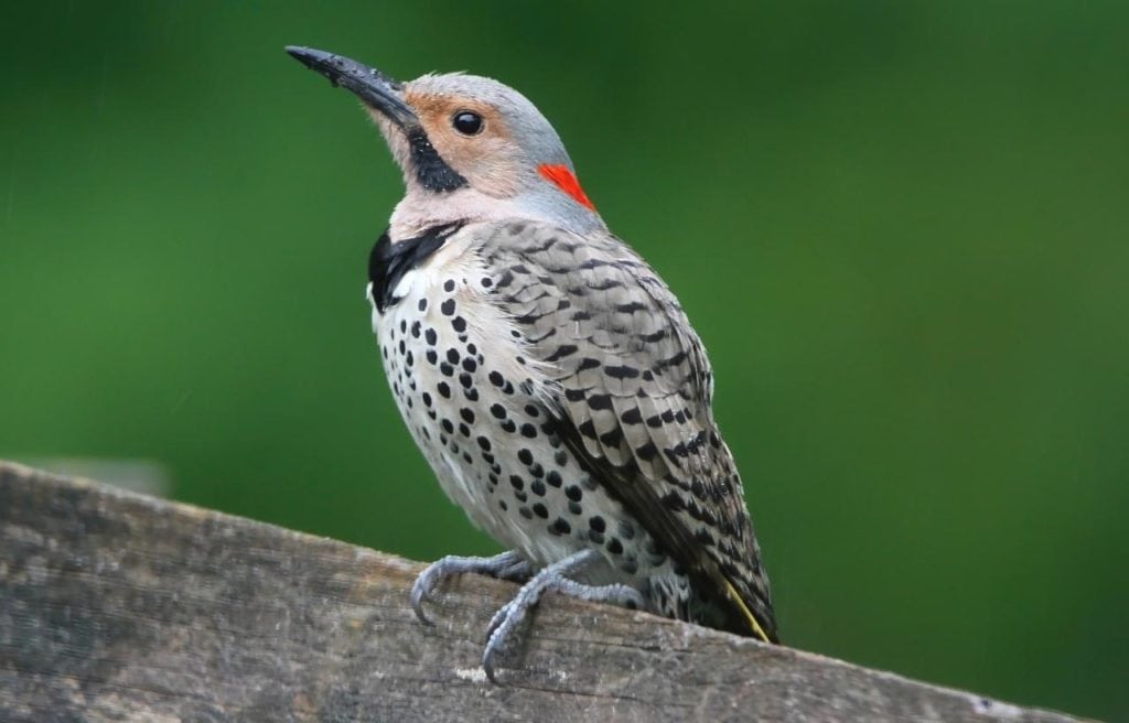 a northern flicker perched on top of a wood fence on a green background