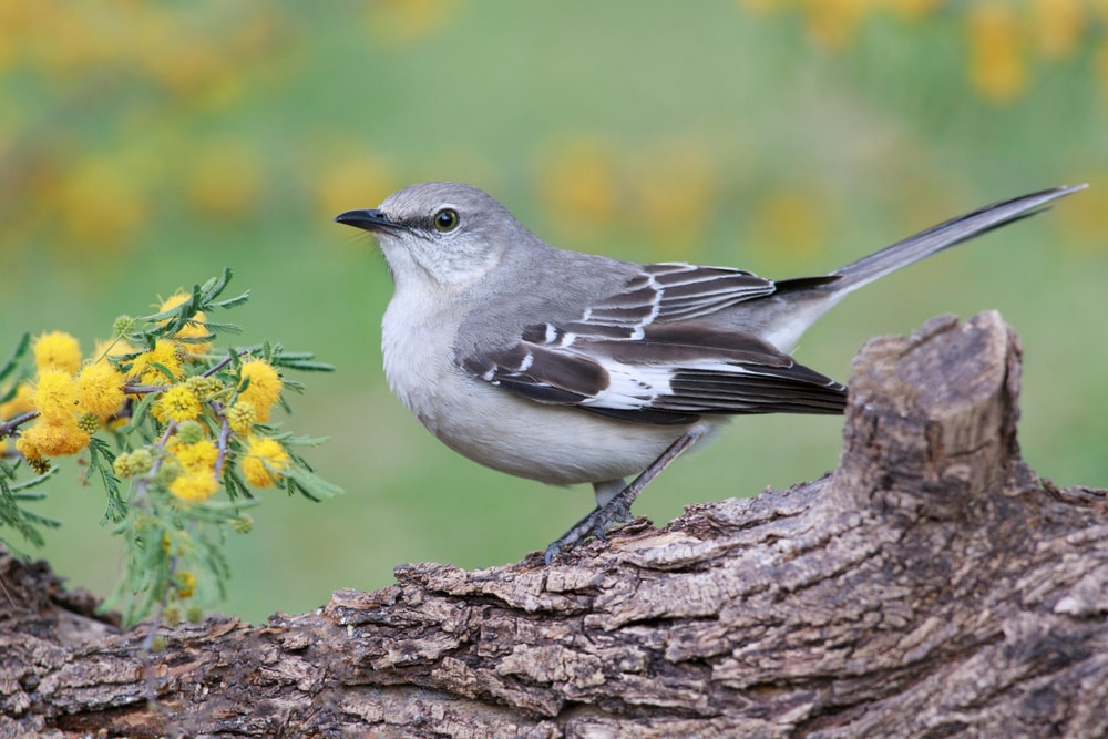 a northern mockingbird perched on a tree with mimosa flowers