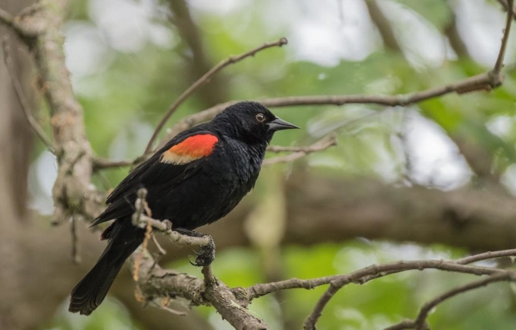 a red-winged blackbird perched on a tree branch showing it bright red patch on the wings