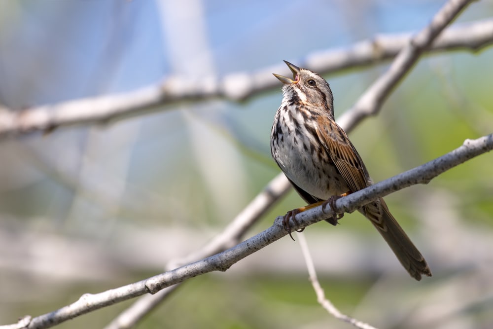a singing song sparrow perched on a tree  branch
