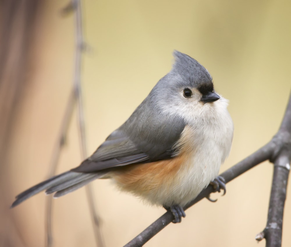 A closeup photograph of a Tufted Titmouse perched on a tree branch