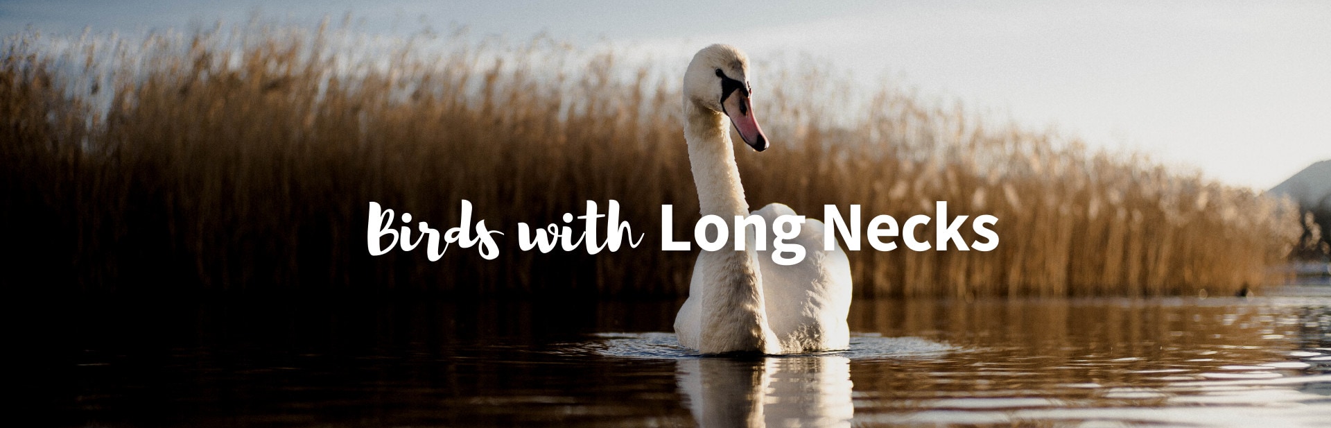 15 Amazing Birds with Long Necks From Around The World (Must-See!)