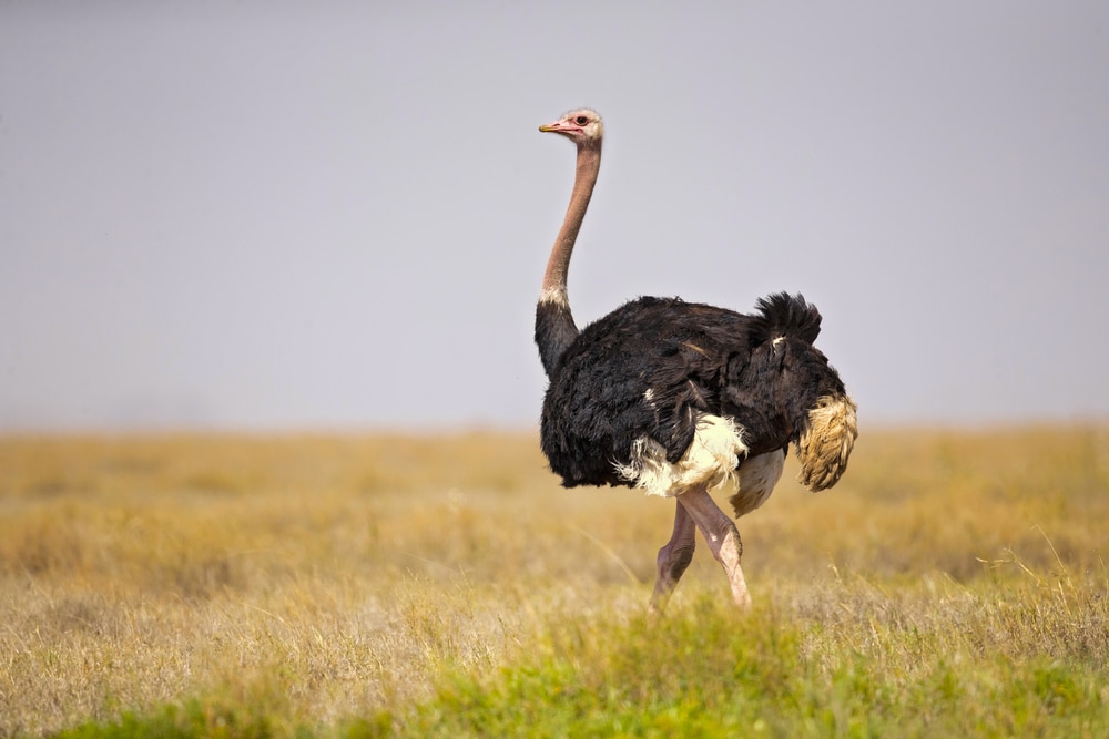large, flightless, birds with long necks, the common ostrich walking on grounds in Africa