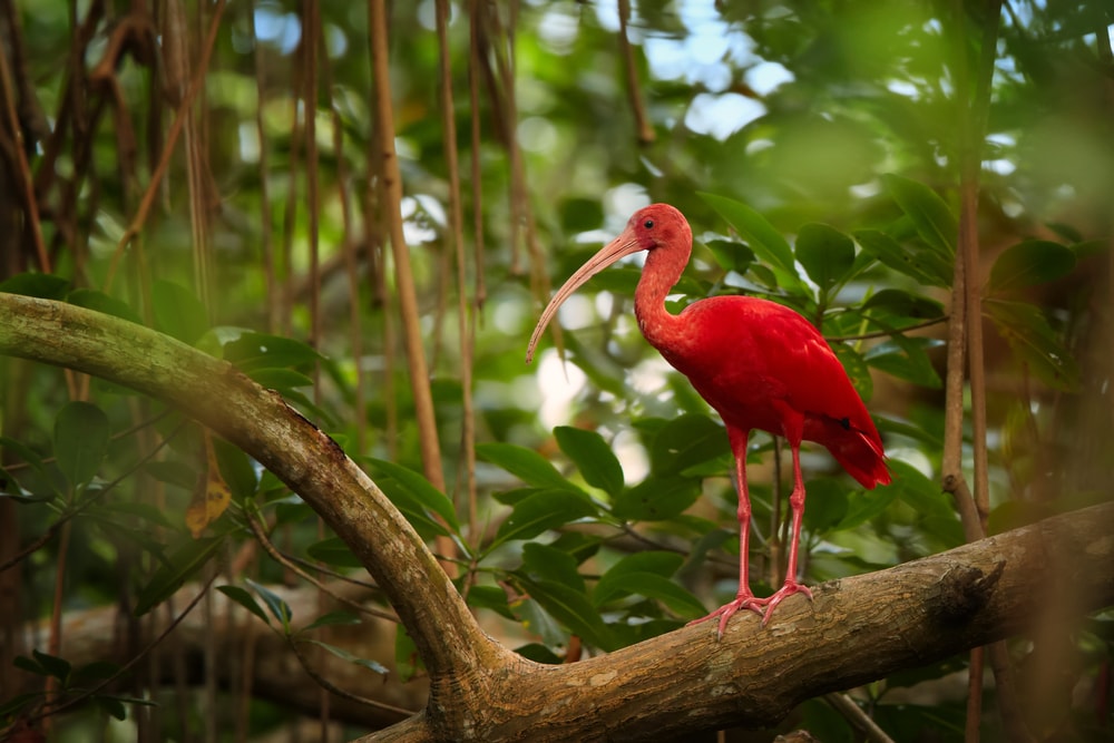 image of a scarlet ibis in a mangrove forest  in Trinidad